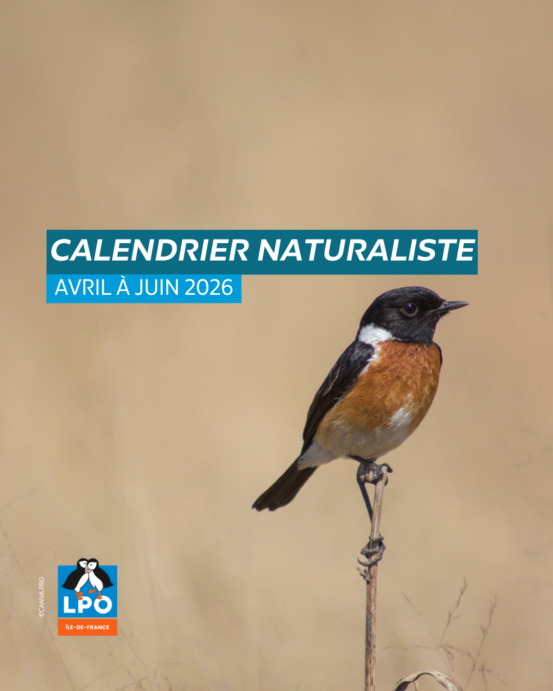 Calendrier naturaliste d'avril à juin